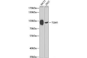 Western blot analysis of extracts of various cell lines using TGM1 Polyclonal Antibody at dilution of 1:1000. (TGM1 anticorps)
