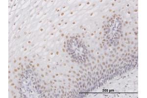 Immunoperoxidase of purified MaxPab antibody to SMARCB1 on formalin-fixed paraffin-embedded human esophagus.