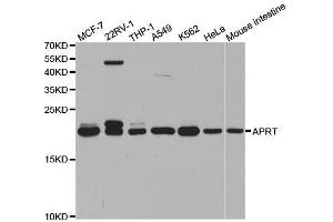 Western blot analysis of extracts of various cell lines, using APRT antibody. (APRT anticorps  (AA 1-180))