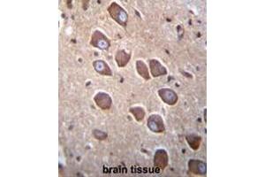 anti-Protocadherin alpha 3 (PCDHA3) (AA 780-808), (C-Term) antibody