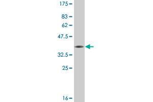 Western Blot detection against Immunogen (36.