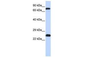 Image no. 1 for anti-Zinc Finger Protein 799 (ZNF799) (AA 111-160) antibody (ABIN6740481) (ZNF799 anticorps  (AA 111-160))
