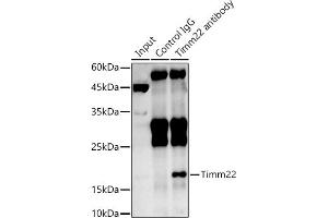 Immunoprecipitation analysis of 600 μg extracts of Rat brain cells using 3 μg Timm22 antibody (ABIN7270926). (TIMM22 anticorps)