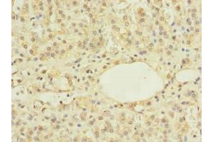 Immunohistochemistry of paraffin-embedded human adrenal gland tissue using ABIN7175982 at dilution of 1:100 (ZBTB43 anticorps  (AA 165-467))