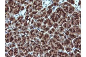 Image no. 1 for anti-Growth Arrest and DNA-Damage-Inducible, gamma (GADD45G) antibody (ABIN1497604)