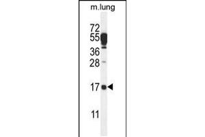 Western blot analysis in mouse lung tissue lysates (35ug/lane). (C14orf126 anticorps  (C-Term))