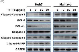 HH-F3 induces apoptosis in HCC cells.