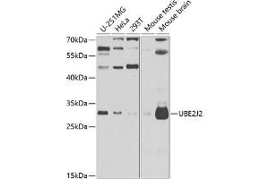Western blot analysis of extracts of various cell lines, using UBE2J2 antibody (ABIN6132761, ABIN6149806, ABIN6149807 and ABIN6223156) at 1:1000 dilution. (UBE2J2 anticorps  (AA 1-230))