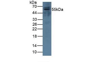 Western blot analysis of Pig Kidney Tissue. (Complement Factor I anticorps  (AA 28-243))