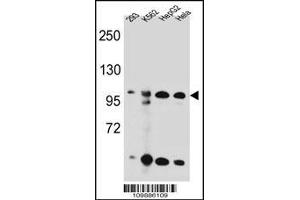 Western blot analysis in 293,K562,HepG2,Hela cell line lysates (35ug/lane). (KSR2 anticorps  (C-Term))
