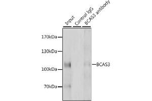 Immunoprecipitation analysis of 200 μg extracts of HeLa cells, using 3 μg BC antibody (ABIN6127481, ABIN6137481, ABIN6137482 and ABIN6223098). (BCAS3 anticorps  (AA 674-913))