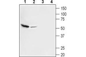 Western blot analysis of mouse (lanes 1 and 3) and rat (lanes 2 and 4) brain membranes: - 1,2. (SLC17A8 anticorps  (C-Term, Cytosolic))