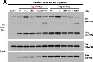 Interaction of KEAP1 and RHOBTB2 with HSP90 isoforms.