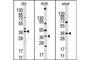 Image no. 1 for anti-Hypoxia Inducible Factor 1, alpha Subunit Inhibitor (HIF1AN) (N-Term) antibody (ABIN356559) (HIF1AN anticorps  (N-Term))