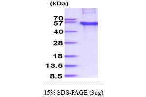SDS-PAGE (SDS) image for CAMP Responsive Element Binding Protein 3-Like 2 (CREB3L2) (AA 1-378) protein (His tag) (ABIN6387528)