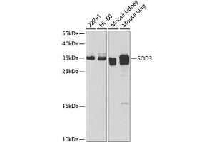 Western blot analysis of extracts of various cell lines, using SOD3 antibody (ABIN6128740, ABIN6148276, ABIN6148278 and ABIN6222746) at 1:1000 dilution. (SOD3 anticorps  (AA 19-160))