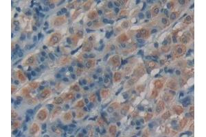 Used in DAB staining on fromalin fixed paraffin- embedded stomach tissue (VGF anticorps  (AA 330-449))