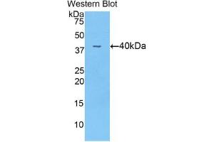 Detection of recombinant ANGPT4 using Polyclonal Antibody to Angiopoietin 4 (ANGPT4)