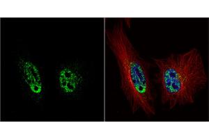 ICC/IF Image PRP19 antibody [C1C3] detects PRP19 protein at nucleus by immunofluorescent analysis.
