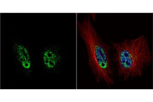 ICC/IF Image PRP19 antibody [C1C3] detects PRP19 protein at nucleus by immunofluorescent analysis. (PRP19 anticorps)