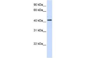 WB Suggested Anti-HSD3B2 Antibody Titration:  0. (HSD3B2 anticorps  (N-Term))