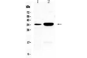 Western blot analysis of CA IV using anti- CA IV antibody . (CA4 anticorps  (AA 19-284))