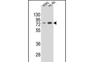 ENTPD3 Antibody (C-term) (ABIN654673 and ABIN2844368) western blot analysis in K562 and HL-60 cell line lysates (35 μg/lane).
