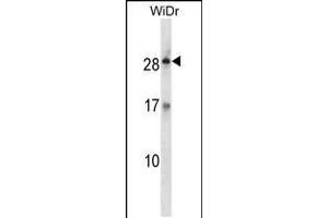 Western blot analysis in WiDr cell line lysates (35ug/lane). (Kallikrein 12 anticorps  (AA 85-113))