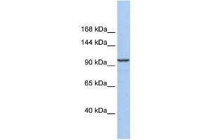 Western Blotting (WB) image for anti-Klotho beta (KLB) antibody (ABIN2459659) (Klotho beta anticorps)