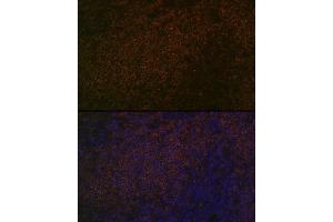 Immunofluorescence analysis of rat spleen using SHP1 Rabbit mAb (ABIN7269716) at dilution of 1:100 (40x lens). (SHP1 anticorps)