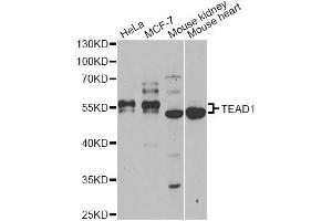 Western blot analysis of extracts of various cell lines, using TEAD1 antibody (ABIN6291475) at 1:1000 dilution.