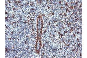 Image no. 2 for anti-Nicotinamide N-Methyltransferase (NNMT) antibody (ABIN1499793) (NNMT anticorps)