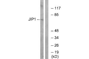 Immunohistochemistry analysis of paraffin-embedded human brain tissue using JIP1 (Ab-103) antibody. (MAPK8IP1 anticorps  (Thr103))