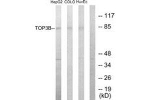 Western blot analysis of extracts from HepG2/COLO205/HuvEc cells, using TOP3B Antibody. (TOP3B anticorps  (AA 51-100))