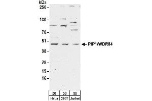 Western Blotting (WB) image for anti-PAK1 Interacting Protein 1 (PAK1IP1) (AA 290-340) antibody (ABIN7451593)