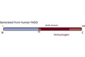 Image no. 3 for anti-Fas (TNFRSF6)-Associated Via Death Domain (FADD) (AA 94-208) antibody (ABIN967945)