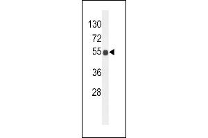 Western blot analysis of B3GNT6 Antibody (Center) (ABIN653842 and ABIN2843106) in mouse brain tissue lysates (35 μg/lane).
