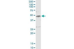 Immunoprecipitation of SERPINE1 transfected lysate using anti-SERPINE1 monoclonal antibody and Protein A Magnetic Bead , and immunoblotted with SERPINE1 MaxPab rabbit polyclonal antibody.