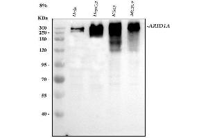 Western blot analysis of ARID1A using anti-ARID1A antibody (ABIN7602567). (ARID1A anticorps  (AA 857-1552))