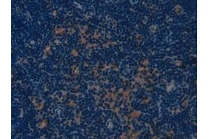 DAB staining on IHC-P; Samples: Mouse Lymph node Tissue (COL1A1 anticorps  (AA 1225-1453))