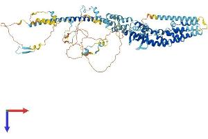 AlphaFold protein structure predicition of Mouse Recombinant Tfip11 Protein, UniprotID Q9ERA6
