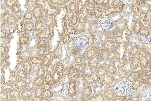 Immunohistochemical analysis of paraffin-embedded mouse kidney section using GREMLIN Antibody (C-term) (ABIN390078 and ABIN2840598). (GREM1 anticorps  (C-Term))