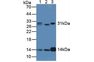 Figure. (LYZ anticorps  (AA 24-144))