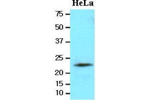 Cell lysates of HeLa(20 ug) were resolved by SDS-PAGE, transferred to nitrocellulose membrane and probed with anti-human LITAF (1:2000). (LITAF anticorps  (AA 1-161))