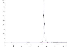 The purity of Human Annexin V/ANXA5 is greater than 95 % as determined by SEC-HPLC. (Annexin V Protein (AA 2-320))