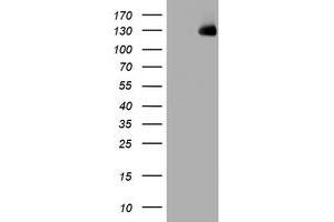Image no. 1 for anti-WW and C2 Domain Containing 1 (WWC1) antibody (ABIN1501760) (WWC1 anticorps)