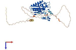 AlphaFold protein structure predicition of Human Recombinant ITPKA Protein, UniprotID P23677
