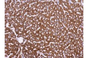 IHC-P Image EDG7 antibody [N3C2], Internal detects EDG7 protein at cytosol on mouse liver by immunohistochemical analysis.