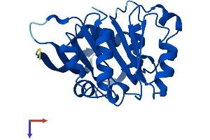 AlphaFold protein structure predicition of Mouse Recombinant Abhd14b Protein, UniprotID Q8VCR7