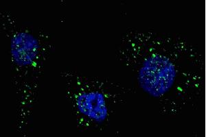Fluorescent image of  cells stained with PI3KC3 (S34) antibody. (PIK3C3 anticorps  (AA 14-39))